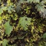 Hymenophyllum polyanthos Folla