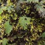 Hymenophyllum polyanthos برگ