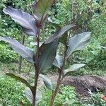 Canna indicaFolha