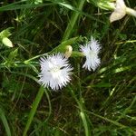 Dianthus hyssopifolius Flor