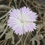 Dianthus tripunctatus