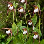 Cypripedium montanum Habitatea
