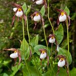 Cypripedium montanum Συνήθη χαρακτηριστικά