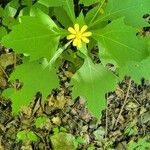 Smallanthus uvedalia Leaf