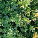 Trigonella foenum-graecum फूल