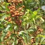 Searsia lancea Frucht