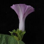 Argyreia roxburghii Flower