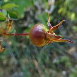 Rosa spinosissima Fruit