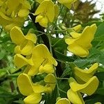 Laburnum anagyroides 花