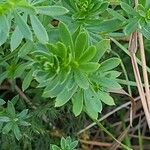 Galium album Leaf