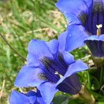 Gentiana alpina Blomma