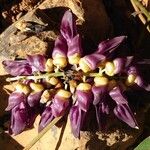 Mucuna pruriens Flower