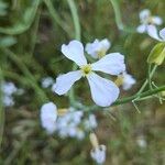 Raphanus raphanistrumFlower