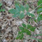 Rosa squarrosa Hoja