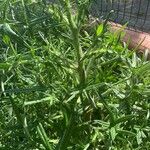 Cirsium ferox Leaf