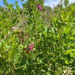 Lespedeza violacea Žiedas