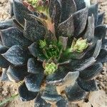 Echeveria affinis Ліст