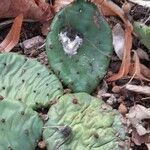 Opuntia humifusa 樹皮