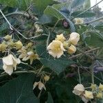 Bryonia verrucosa Flower