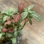 Fittonia albivenisBlad