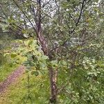 Betula humilis Leaf