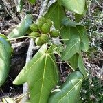 Acropogon paagoumenensis Fruto