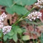 Persicaria maculosa Blüte