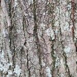 Handroanthus ochraceus Bark
