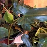 Philodendron mexicanum Feuille