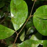 Cynometra retusa Hoja