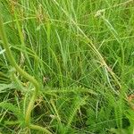 Achillea millefoliumLeaf