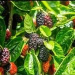 Rubus fruticosus Fruit
