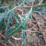 Senecio pterophorus Leaf