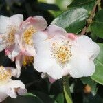 Camellia caudata Blodyn