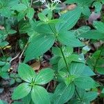 Asperula taurina Lehti