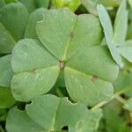 Medicago arabica Leaf