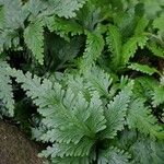 Selaginella umbrosa Hostoa