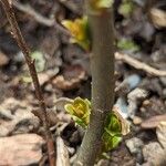 Salix humilis Feuille