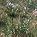 Iris missouriensis 整株植物