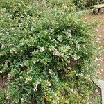 Abelia x grandiflora Hàbitat