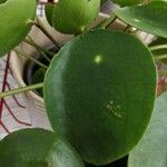 Pilea peperomioides 葉