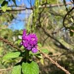 Stachytarpheta frantzii Flower
