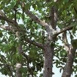 Ficus vallis-choudae Elinympäristö
