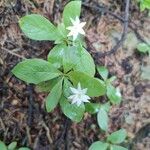 Lysimachia europaea Õis