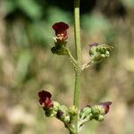 Scrophularia auriculataLorea