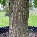 Quercus bicolor Bark