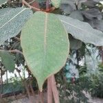 Ficus rubiginosa برگ