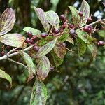 Viburnum nervosum