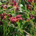 Hemerocallis minor Flors