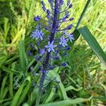 Scilla hyacinthoides Costuma